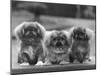 Three Pekingese Puppies One Lying the Other Two Sitting-null-Mounted Photographic Print