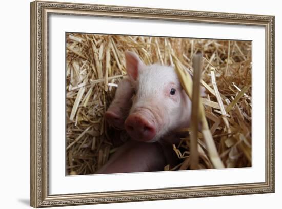 Three Piglets Sitting in the Straw-null-Framed Photo