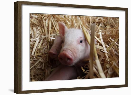 Three Piglets Sitting in the Straw-null-Framed Photo