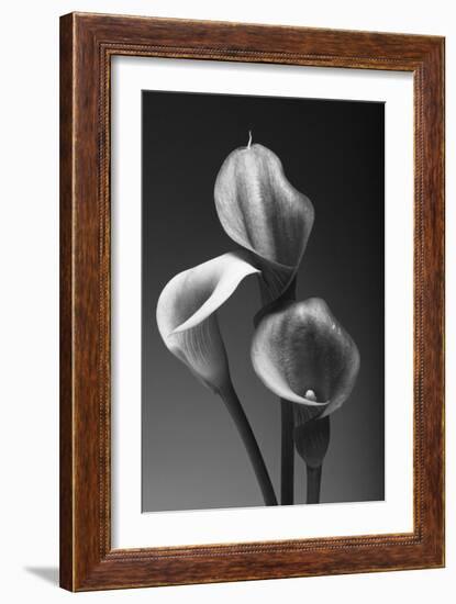 Three Pink Calla Lilies-George Oze-Framed Photographic Print