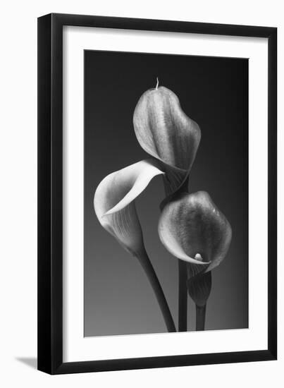 Three Pink Calla Lilies-George Oze-Framed Photographic Print