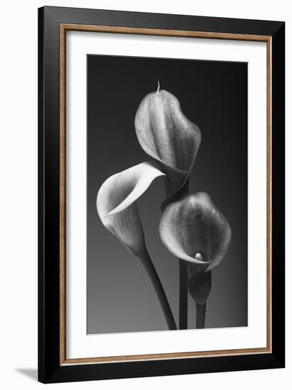 Three Pink Calla Lilies-George Oze-Framed Photographic Print