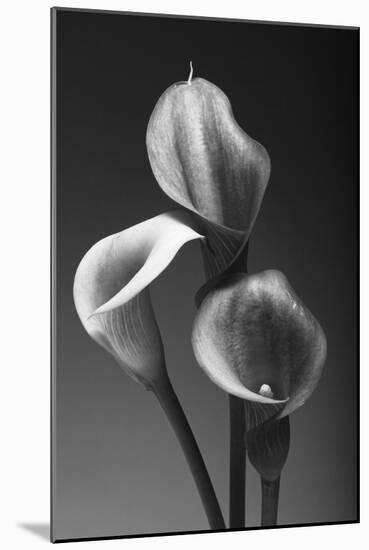 Three Pink Calla Lilies-George Oze-Mounted Photographic Print