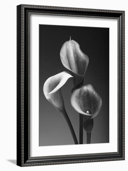 Three Pink Calla Lilies-George Oze-Framed Photographic Print