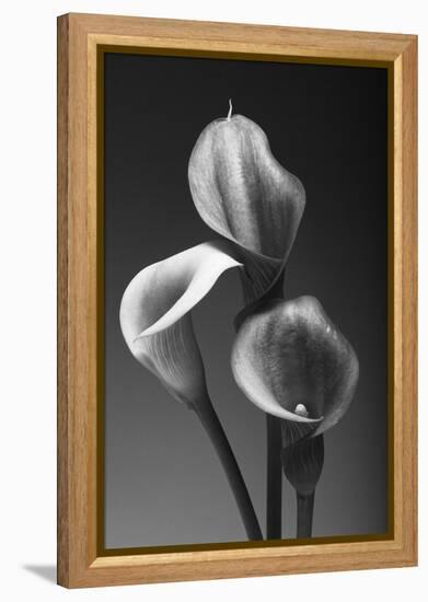 Three Pink Calla Lilies-George Oze-Framed Premier Image Canvas