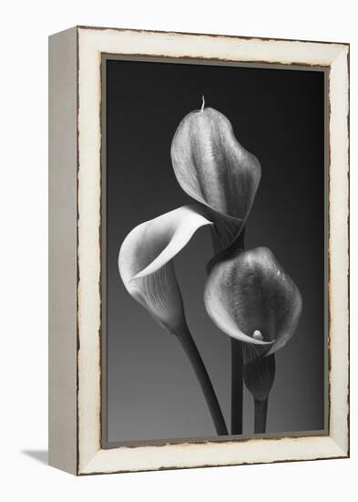 Three Pink Calla Lilies-George Oze-Framed Premier Image Canvas