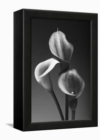 Three Pink Calla Lilies-George Oze-Framed Premier Image Canvas