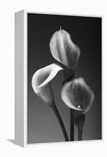 Three Pink Calla Lilies-George Oze-Framed Premier Image Canvas