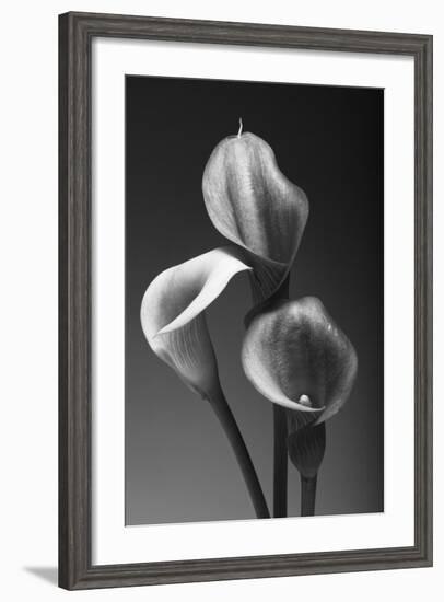 Three Pink Calla Lilies-George Oze-Framed Photographic Print