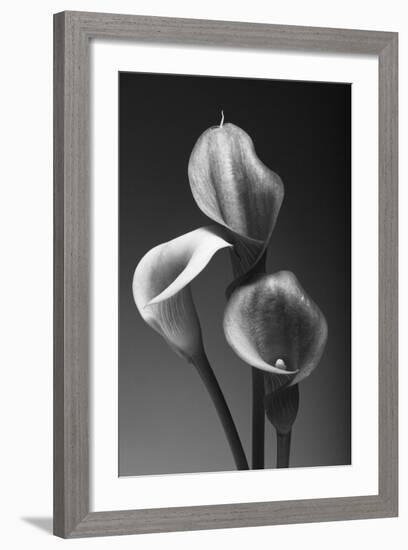 Three Pink Calla Lilies-George Oze-Framed Photographic Print