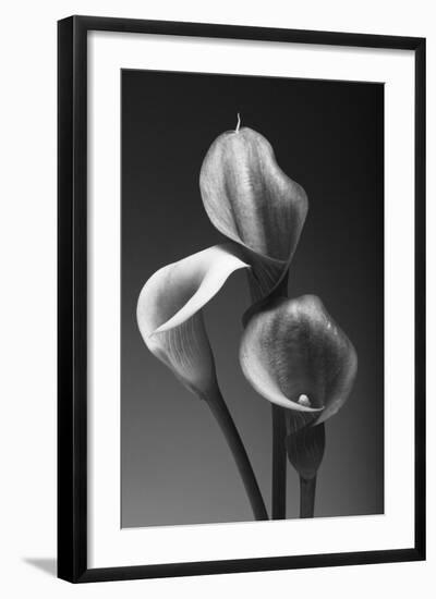 Three Pink Calla Lilies-George Oze-Framed Photographic Print