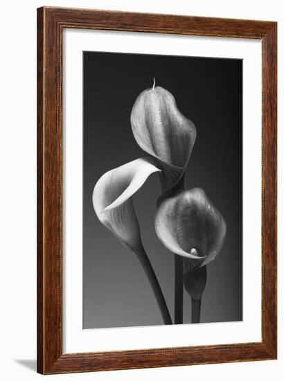 Three Pink Calla Lilies-George Oze-Framed Photographic Print