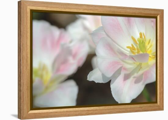 Three Pinks CU-Robert Goldwitz-Framed Premier Image Canvas