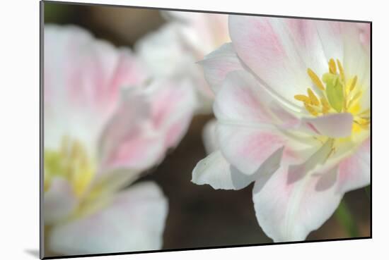 Three Pinks CU-Robert Goldwitz-Mounted Photographic Print