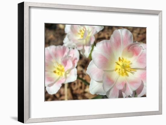 Three Pinks-Robert Goldwitz-Framed Photographic Print