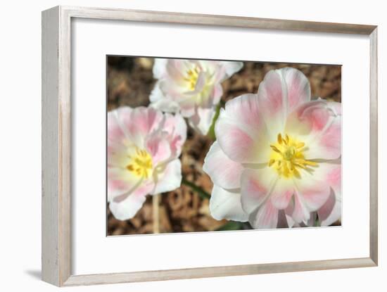 Three Pinks-Robert Goldwitz-Framed Photographic Print