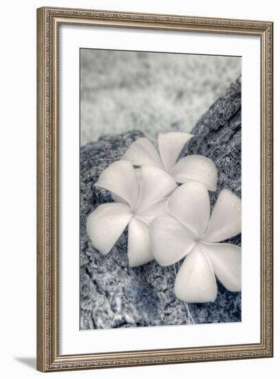 Three Plumeria blossoms resting on a branch in Samoa.-Jerry Ginsberg-Framed Photographic Print