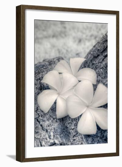 Three Plumeria blossoms resting on a branch in Samoa.-Jerry Ginsberg-Framed Photographic Print