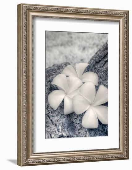 Three Plumeria blossoms resting on a branch in Samoa.-Jerry Ginsberg-Framed Photographic Print