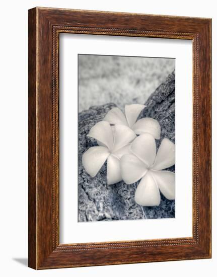 Three Plumeria blossoms resting on a branch in Samoa.-Jerry Ginsberg-Framed Photographic Print