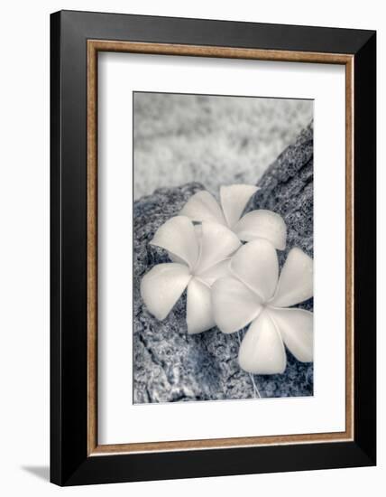 Three Plumeria blossoms resting on a branch in Samoa.-Jerry Ginsberg-Framed Photographic Print