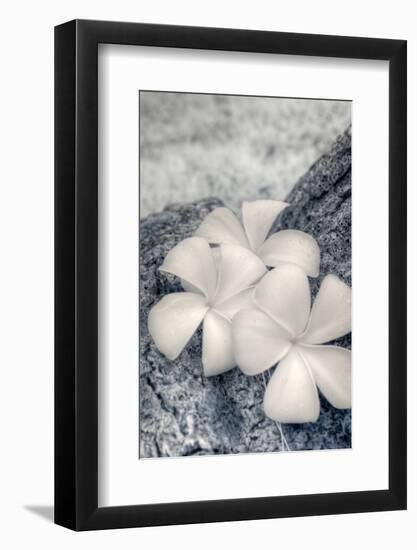 Three Plumeria blossoms resting on a branch in Samoa.-Jerry Ginsberg-Framed Photographic Print