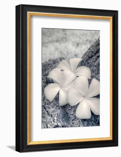 Three Plumeria blossoms resting on a branch in Samoa.-Jerry Ginsberg-Framed Photographic Print