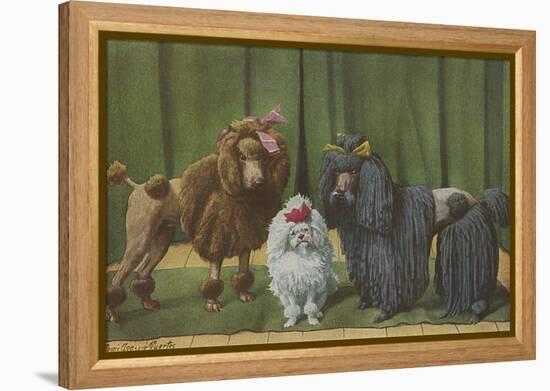 Three Poodle Specimens-Louis Agassiz Fuertes-Framed Premier Image Canvas