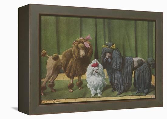 Three Poodle Specimens-Louis Agassiz Fuertes-Framed Premier Image Canvas