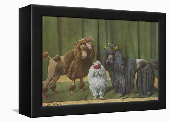 Three Poodle Specimens-Louis Agassiz Fuertes-Framed Premier Image Canvas