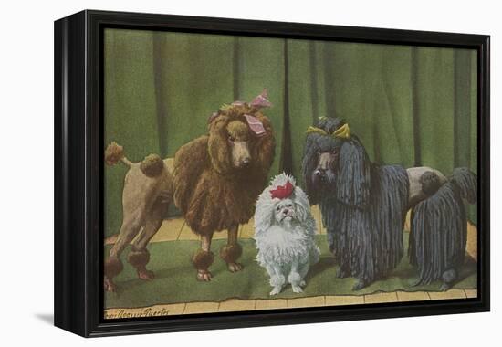 Three Poodle Specimens-Louis Agassiz Fuertes-Framed Premier Image Canvas