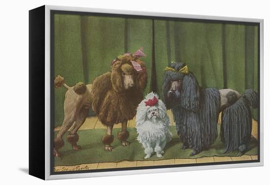 Three Poodle Specimens-Louis Agassiz Fuertes-Framed Premier Image Canvas