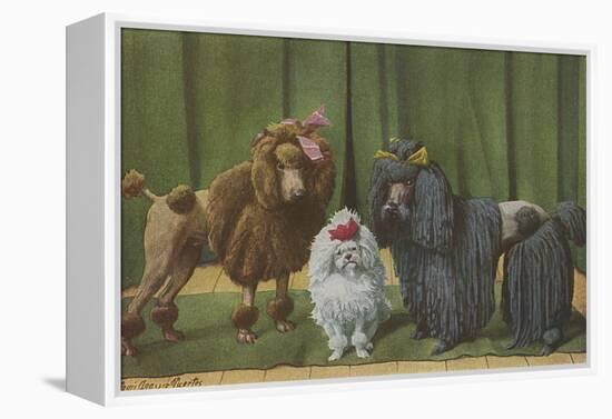 Three Poodle Specimens-Louis Agassiz Fuertes-Framed Premier Image Canvas