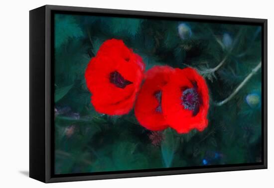 Three Poppies of Scarlet, 2018,-Helen White-Framed Premier Image Canvas