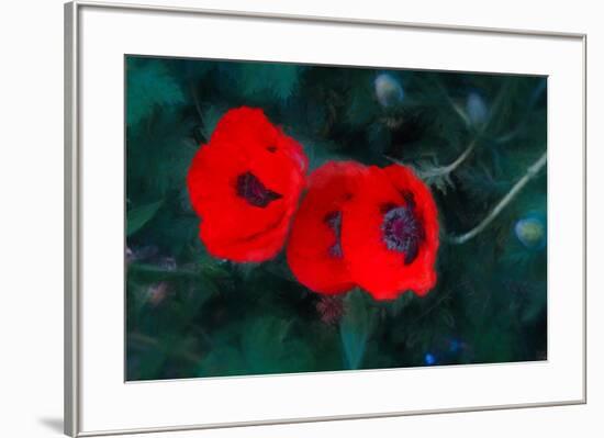 Three Poppies of Scarlet-Helen White-Framed Giclee Print