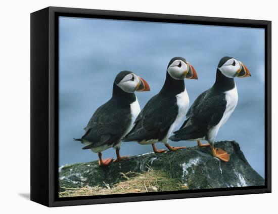 Three Puffins on Rock, Craigleath Island, East Lothian, Scotland, United Kingdom, Europe-Rainford Roy-Framed Premier Image Canvas