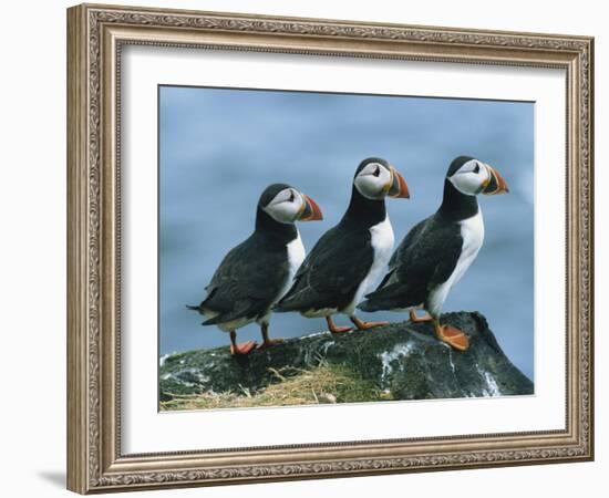 Three Puffins on Rock, Craigleath Island, East Lothian, Scotland, United Kingdom, Europe-Rainford Roy-Framed Photographic Print