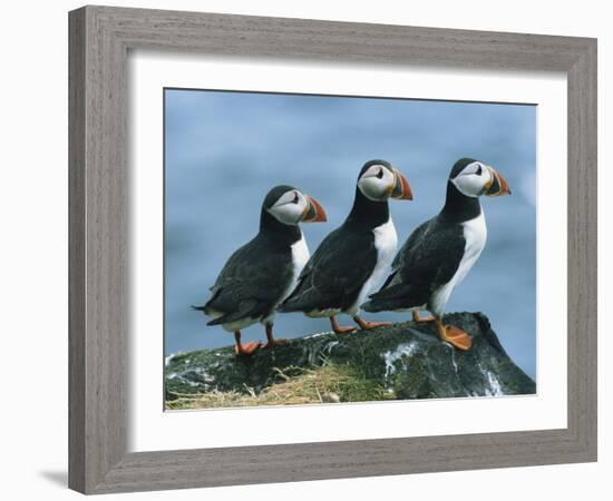 Three Puffins on Rock, Craigleath Island, East Lothian, Scotland, United Kingdom, Europe-Rainford Roy-Framed Photographic Print