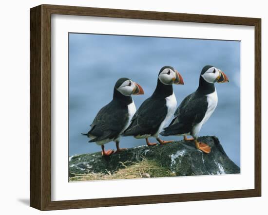 Three Puffins on Rock, Craigleath Island, East Lothian, Scotland, United Kingdom, Europe-Rainford Roy-Framed Photographic Print