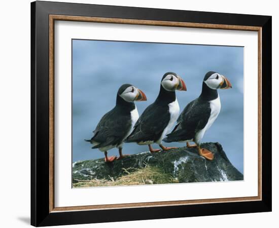 Three Puffins on Rock, Craigleath Island, East Lothian, Scotland, United Kingdom, Europe-Rainford Roy-Framed Photographic Print