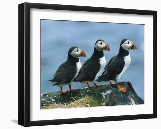 Three Puffins on Rock, Craigleath Island, East Lothian, Scotland, United Kingdom, Europe-Rainford Roy-Framed Photographic Print