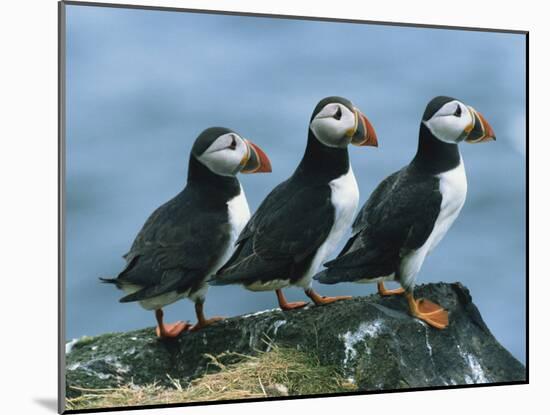 Three Puffins on Rock, Craigleath Island, East Lothian, Scotland, United Kingdom, Europe-Rainford Roy-Mounted Photographic Print