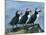 Three Puffins on Rock, Craigleath Island, East Lothian, Scotland, United Kingdom, Europe-Rainford Roy-Mounted Photographic Print