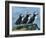 Three Puffins on Rock, Craigleath Island, East Lothian, Scotland, United Kingdom, Europe-Rainford Roy-Framed Photographic Print