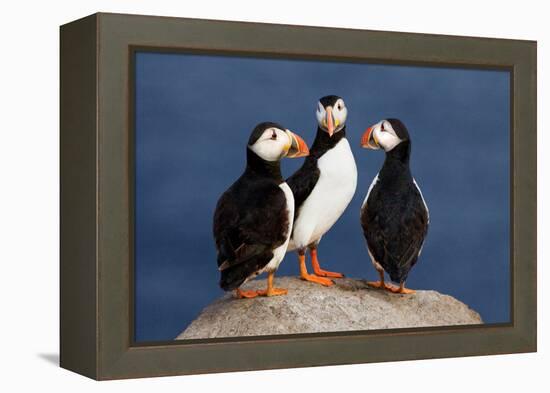 Three Puffins on Rock-Howard Ruby-Framed Premier Image Canvas