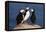 Three Puffins on Rock-Howard Ruby-Framed Premier Image Canvas