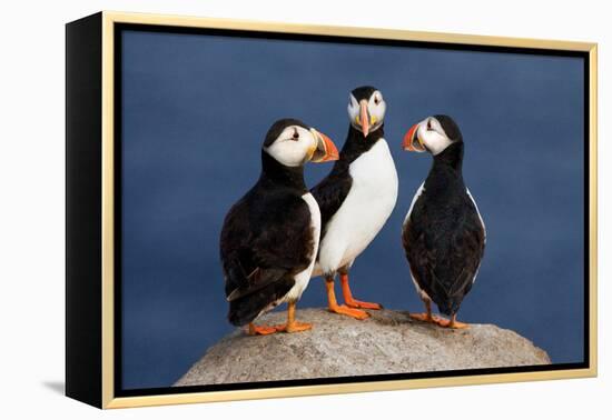 Three Puffins on Rock-Howard Ruby-Framed Premier Image Canvas