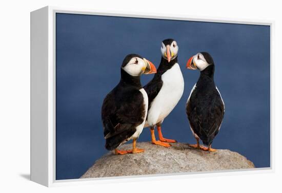 Three Puffins on Rock-Howard Ruby-Framed Premier Image Canvas