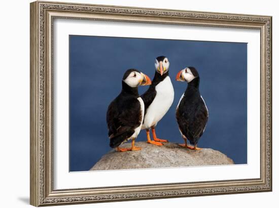 Three Puffins on Rock-Howard Ruby-Framed Photographic Print