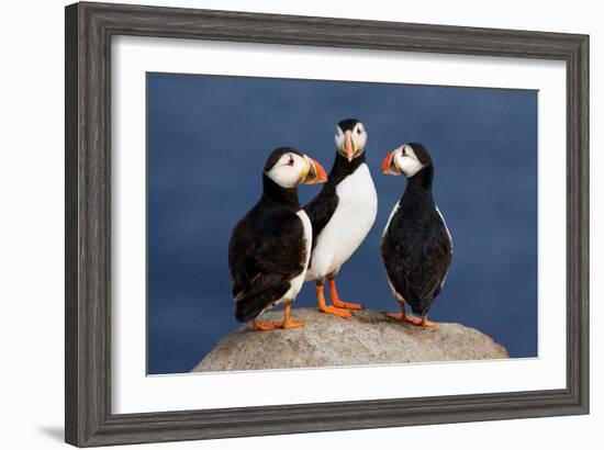 Three Puffins on Rock-Howard Ruby-Framed Photographic Print